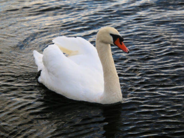 Mute swan swimming on dark rippling water, neck curved, orange beak with black facial patch.