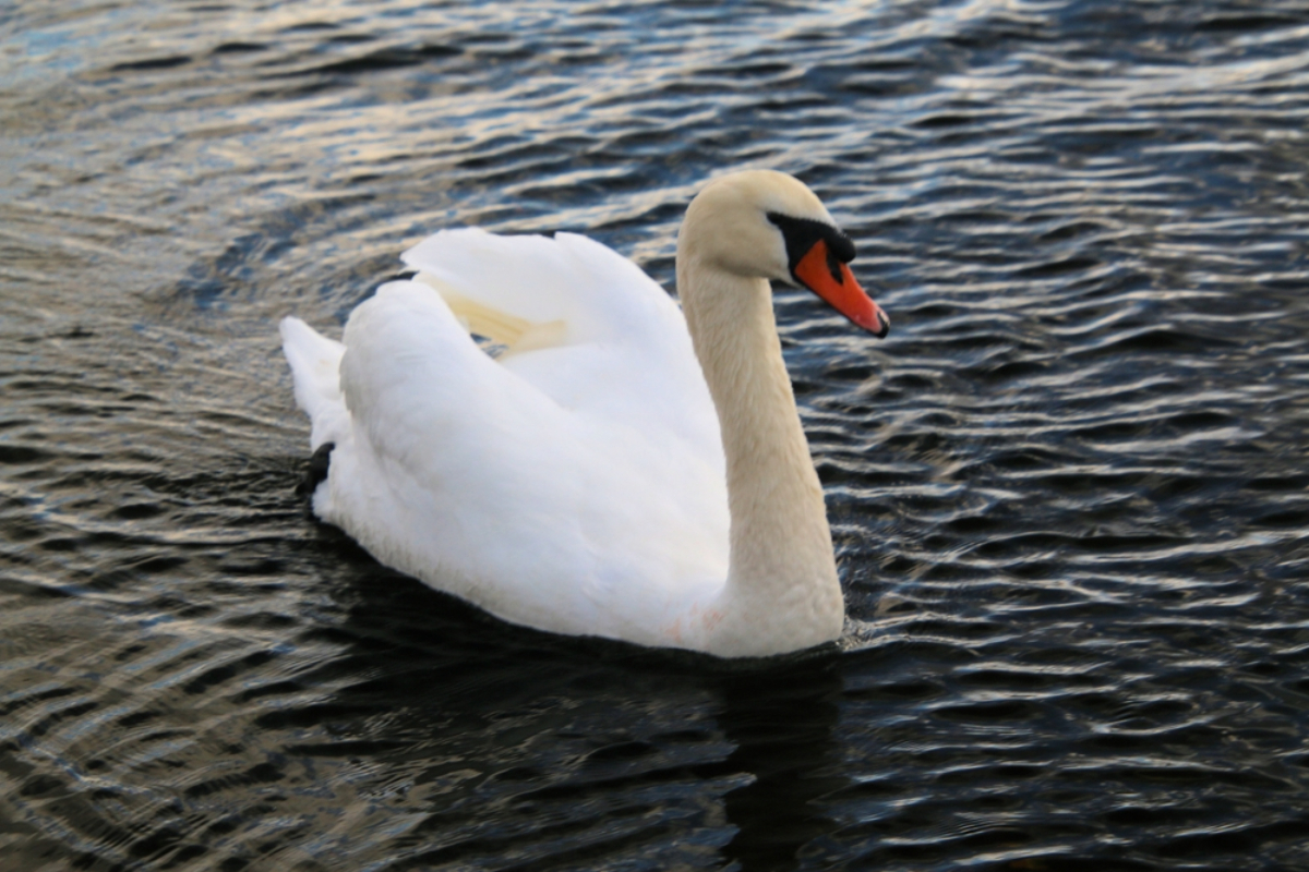 Mute swan swimming on dark rippling water, neck curved, orange beak with black facial patch.