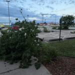 Parts of downed trees litter the parking lot and entrance at Capitol Media Group early Thursday.