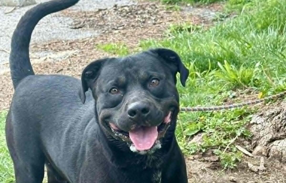 Diablo -- Friends of Sangamon County Animal Control Dog of the Week