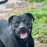 Diablo -- Friends of Sangamon County Animal Control Dog of the Week