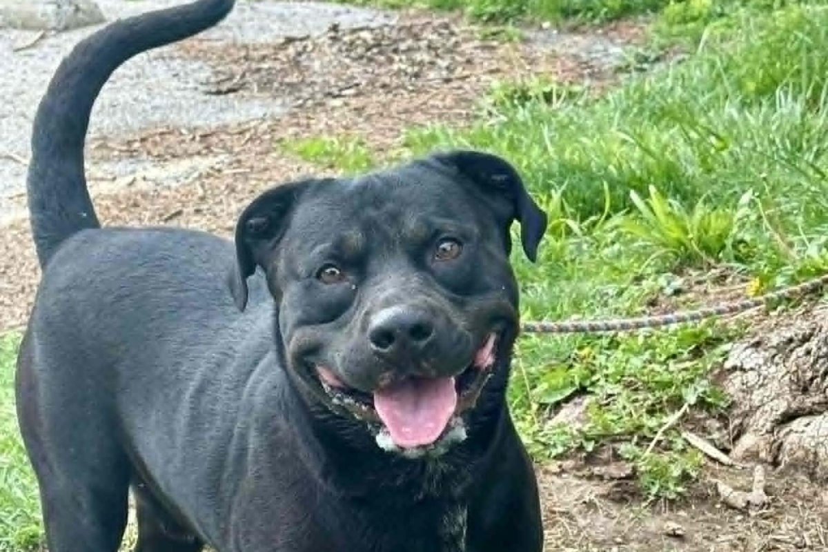Diablo -- Friends of Sangamon County Animal Control Dog of the Week