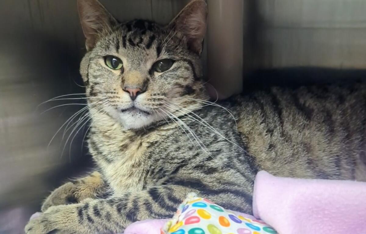 Chumley -- Meow Mobile Cat of the Week