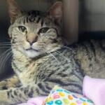 Chumley -- Meow Mobile Cat of the Week