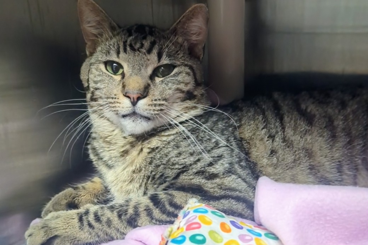 Chumley -- Meow Mobile Cat of the Week