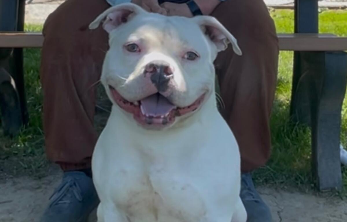 Olaf -- Friends of Sangamon County Animal Control Dog of the Week