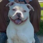 Olaf -- Friends of Sangamon County Animal Control Dog of the Week