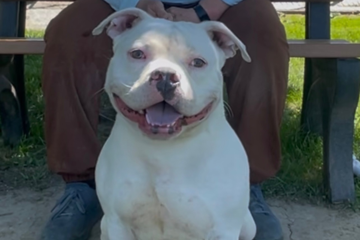 Olaf -- Friends of Sangamon County Animal Control Dog of the Week