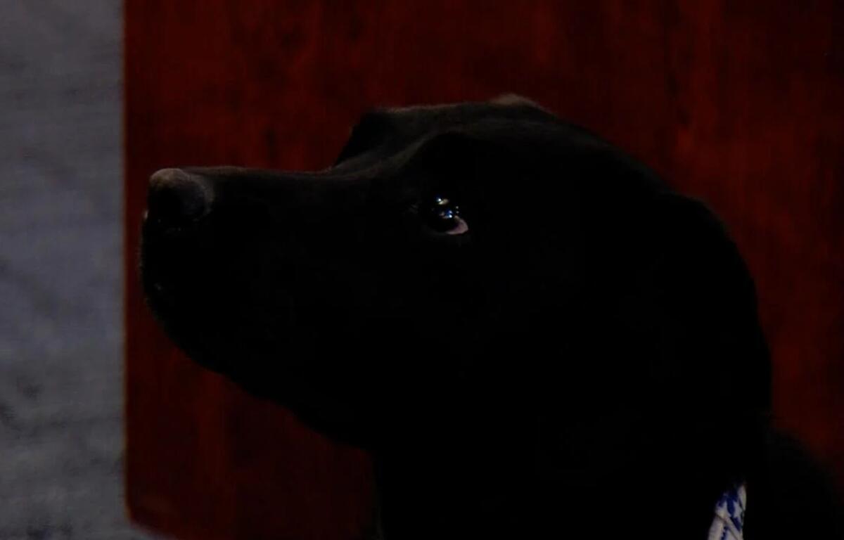 Close-up profile of a black dog looking to the left, wearing a blue-and-white collar in a dimly lit setting.