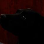 Close-up profile of a black dog looking to the left, wearing a blue-and-white collar in a dimly lit setting.