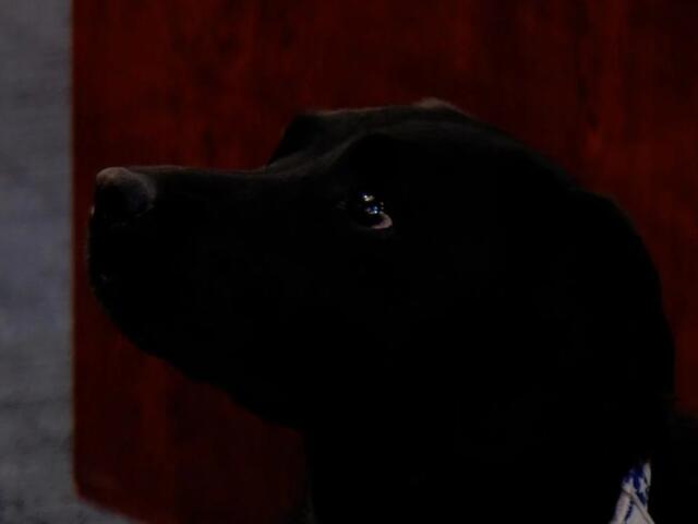Close-up profile of a black dog looking to the left, wearing a blue-and-white collar in a dimly lit setting.