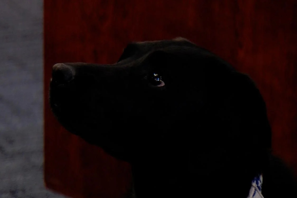 Close-up profile of a black dog looking to the left, wearing a blue-and-white collar in a dimly lit setting.
