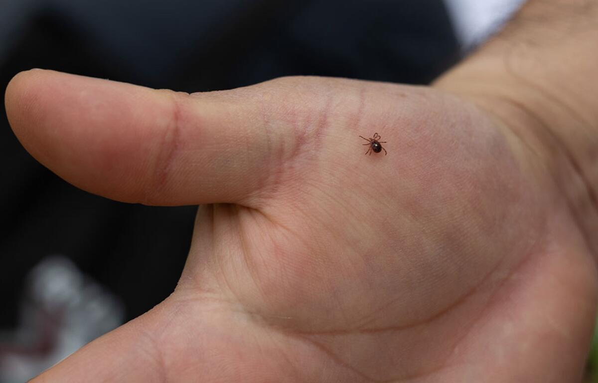 A lone star tick crawls on southern Illinois University zoology professor Agustín Jiménez’s hand on April 13, 2026, in Thompson Woods in Carbondale, Illinois. (Photo by Riley Sembler)