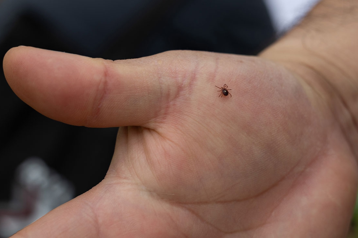 A lone star tick crawls on southern Illinois University zoology professor Agustín Jiménez’s hand on April 13, 2026, in Thompson Woods in Carbondale, Illinois. (Photo by Riley Sembler)