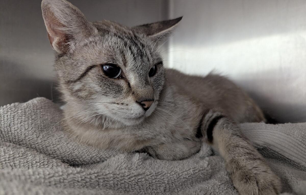 Illiana - Meow Mobile Cat of the Week