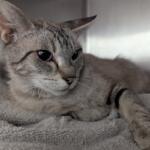 Illiana - Meow Mobile Cat of the Week