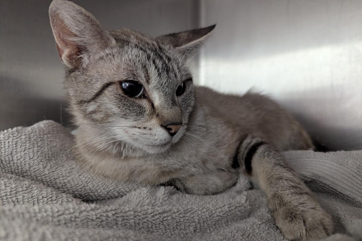 Illiana - Meow Mobile Cat of the Week