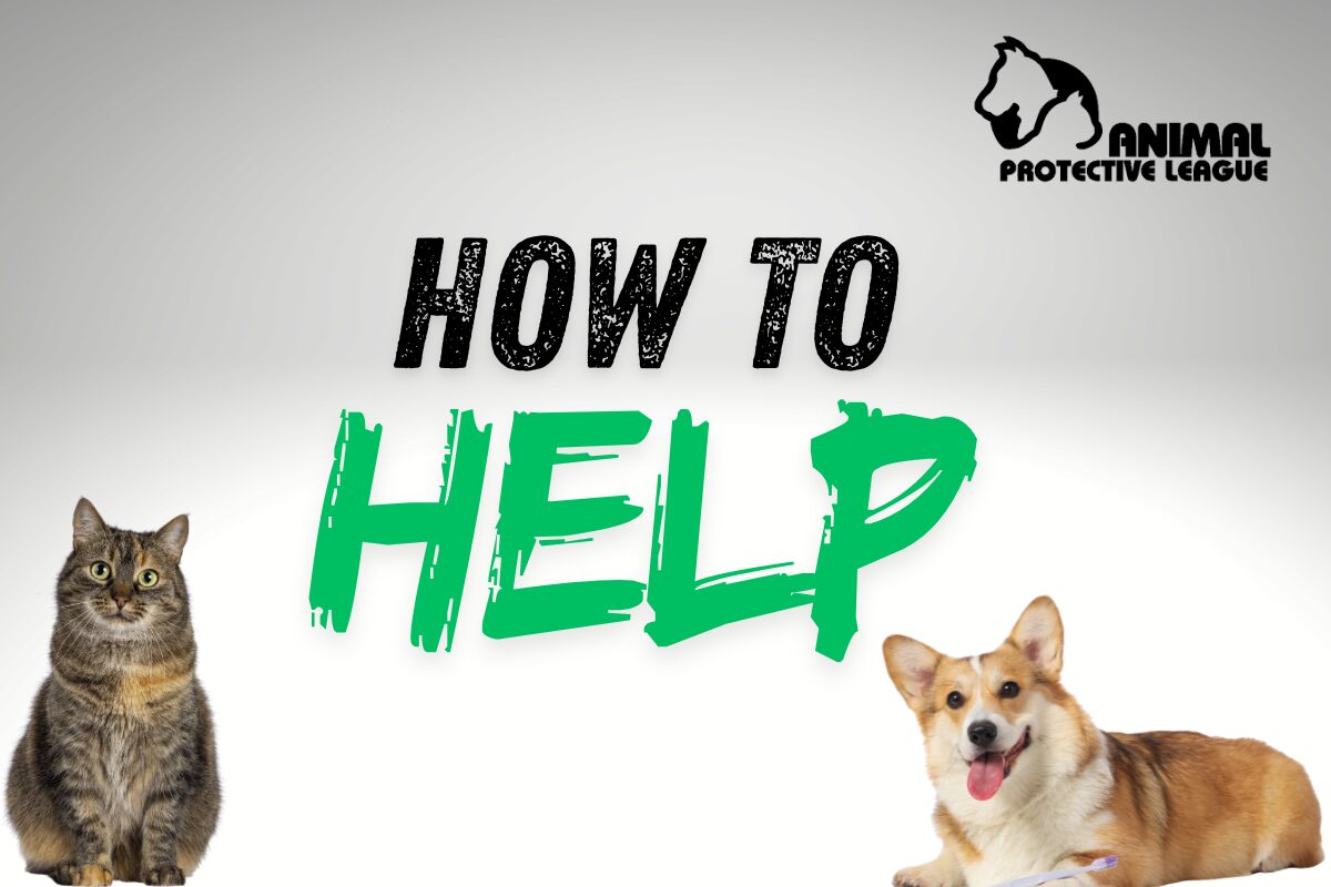 How to Help the APL