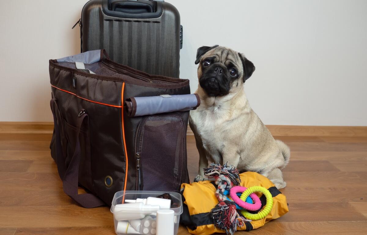 A pug "packing" for a trip.
