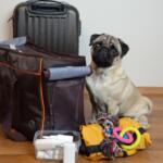 A pug "packing" for a trip.