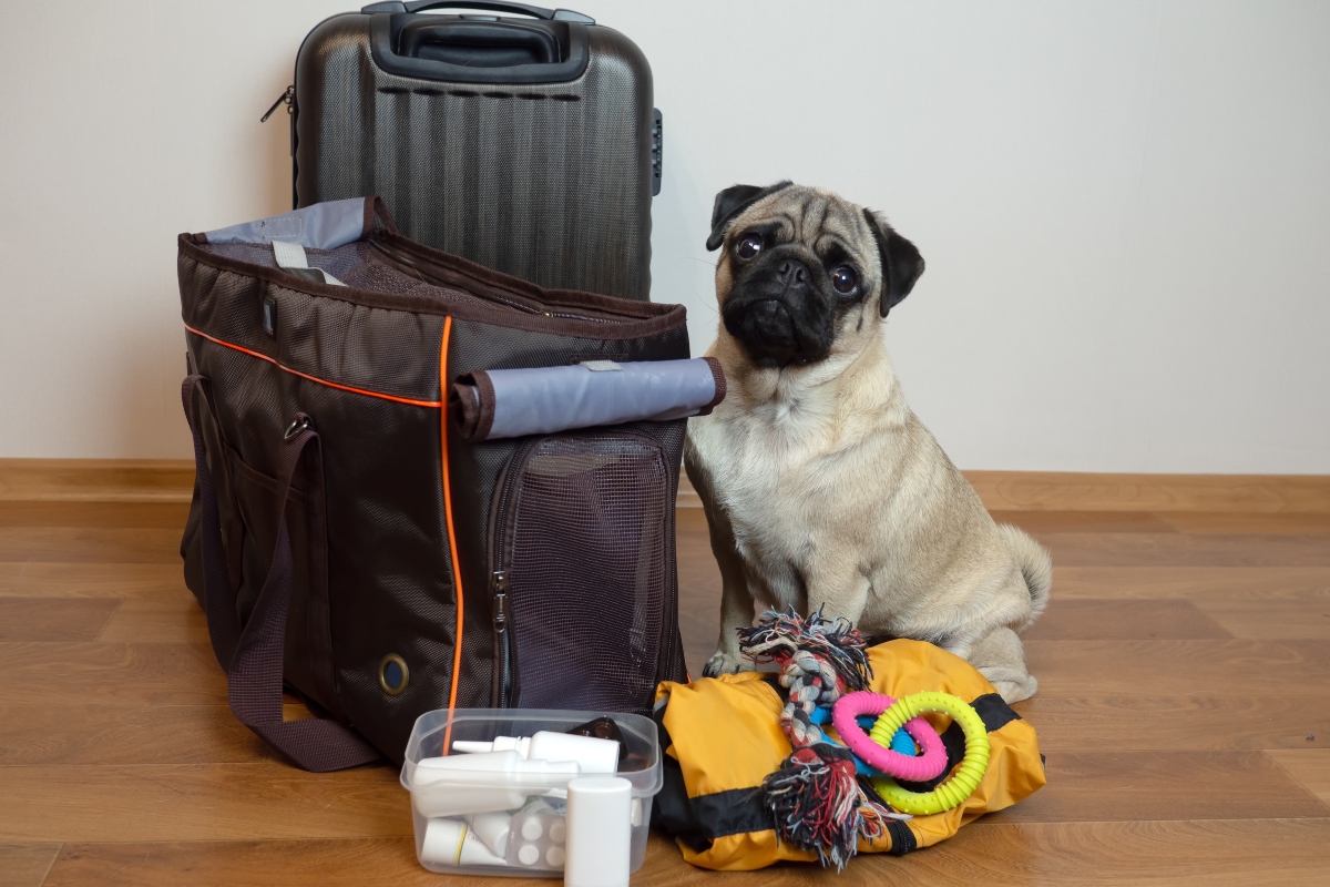 Are you and your pets prepared for the severe weather?