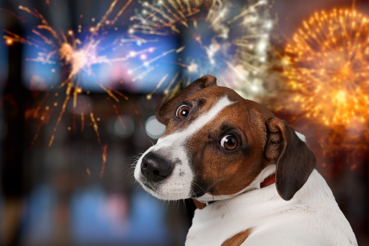 Cute domestic dog looking on the fireworks.
