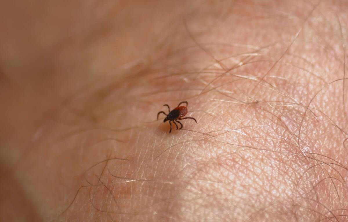 Tick Walking on Human Skin Seeking Place to Feed on Blood