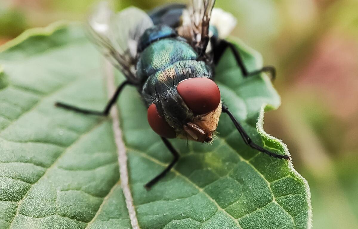 Chrysomya megacephala, more commonly known as the oriental latrine fly or oriental blue fly. Cochliomyia hominivorax, the New World screwworm fly