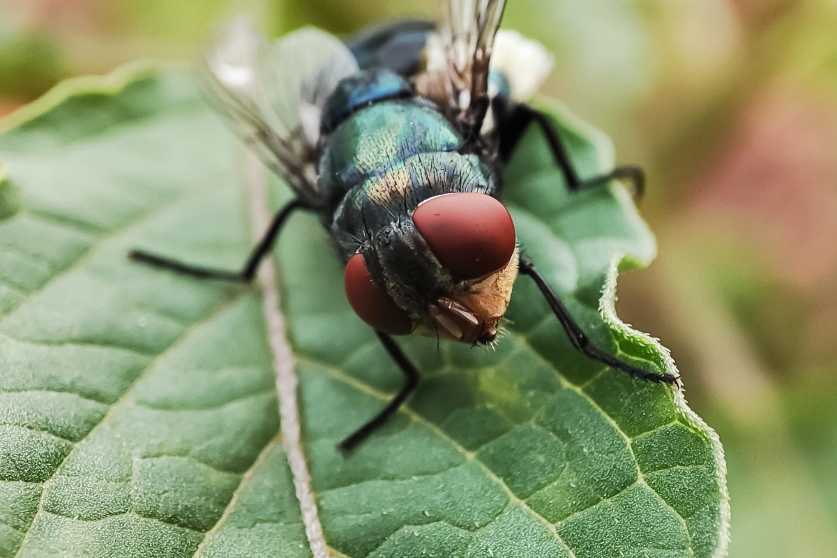 Chrysomya megacephala, more commonly known as the oriental latrine fly or oriental blue fly. Cochliomyia hominivorax, the New World screwworm fly