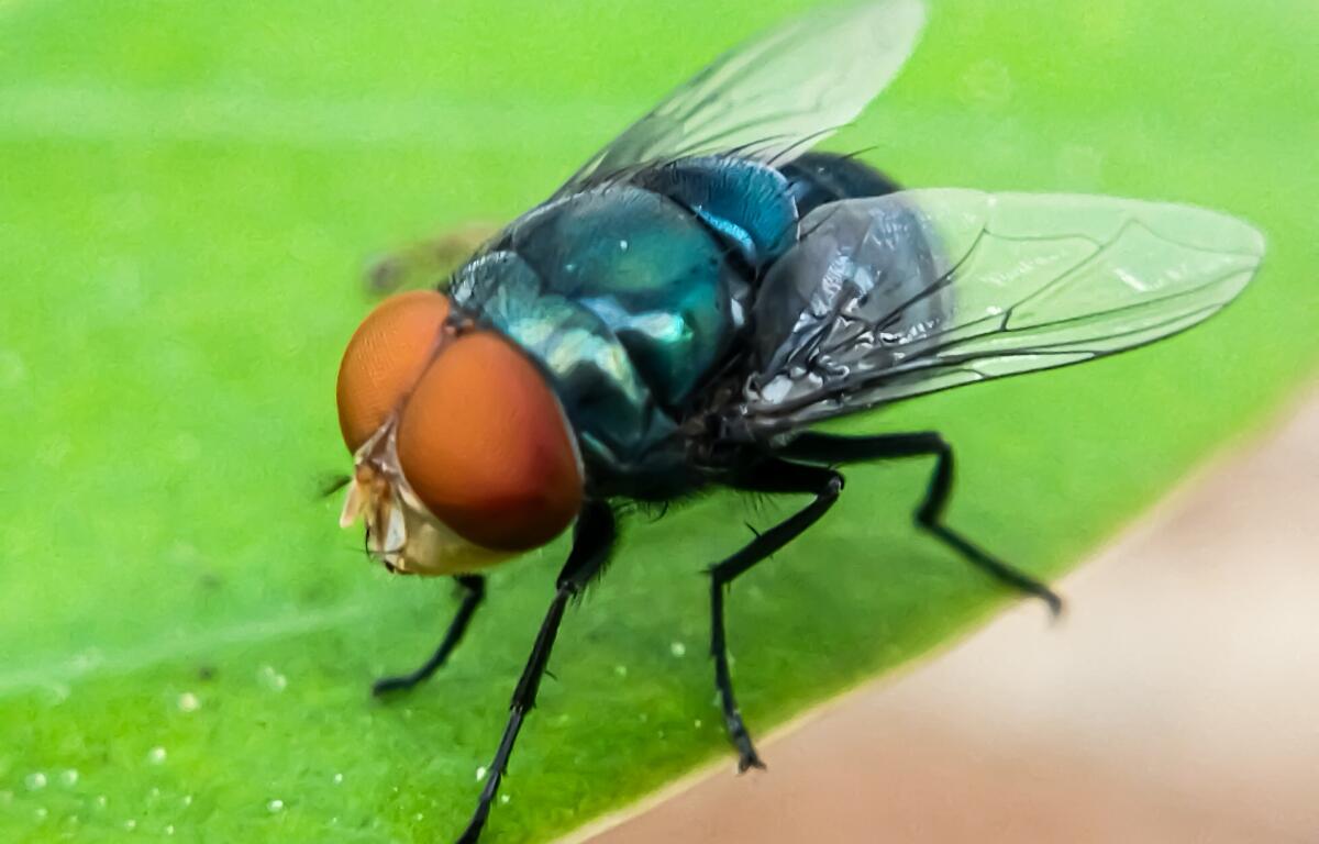 Cochliomyia hominivorax, the New World screw-worm fly, or screw-worm for short, is a species of parasitic fly that is well known for the way in which its larvae (maggots) eat the living tissue.