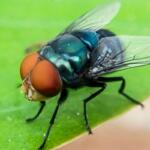 Cochliomyia hominivorax, the New World screw-worm fly, or screw-worm for short, is a species of parasitic fly that is well known for the way in which its larvae (maggots) eat the living tissue.