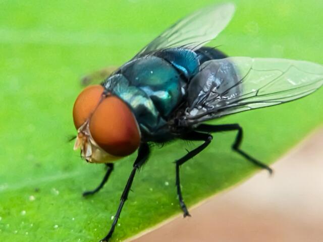 Cochliomyia hominivorax, the New World screw-worm fly, or screw-worm for short, is a species of parasitic fly that is well known for the way in which its larvae (maggots) eat the living tissue.