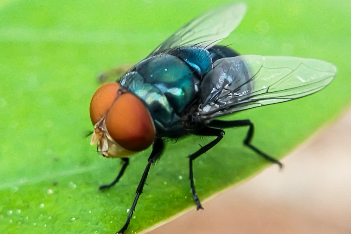 Cochliomyia hominivorax, the New World screw-worm fly, or screw-worm for short, is a species of parasitic fly that is well known for the way in which its larvae (maggots) eat the living tissue.