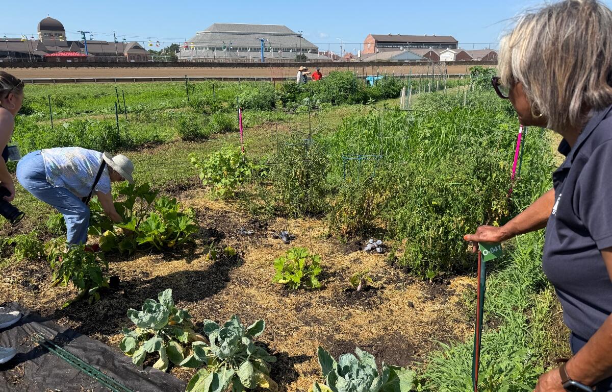 State Senator Doris Turner (right) watches a community gardener tend to her plot at the Illinois State Fairground Community Garden. She tasted a freshly-grown pea plant.