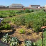 State Senator Doris Turner (right) watches a community gardener tend to her plot at the Illinois State Fairground Community Garden. She tasted a freshly-grown pea plant.