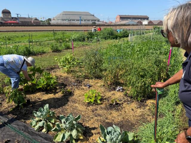 State Senator Doris Turner (right) watches a community gardener tend to her plot at the Illinois State Fairground Community Garden. She tasted a freshly-grown pea plant.