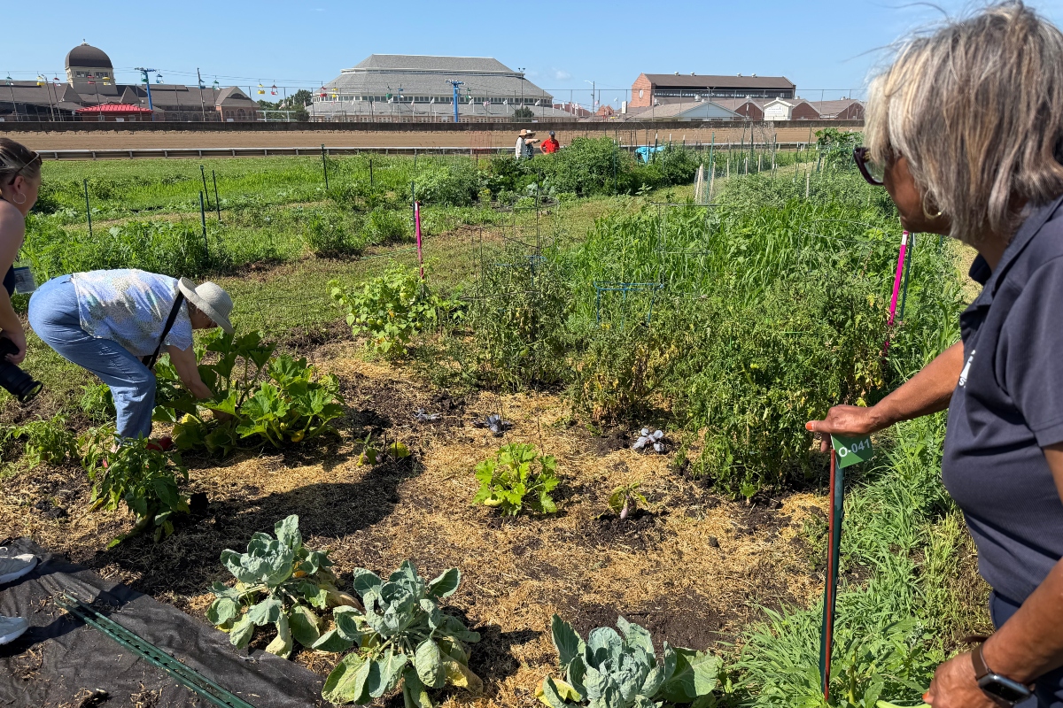 State Senator Doris Turner (right) watches a community gardener tend to her plot at the Illinois State Fairground Community Garden. She tasted a freshly-grown pea plant.