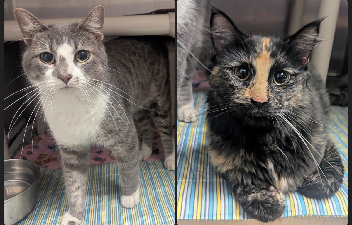 Milo (left) and Zara -- Meow Mobile Cats of the Week