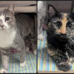 Milo (left) and Zara -- Meow Mobile Cats of the Week