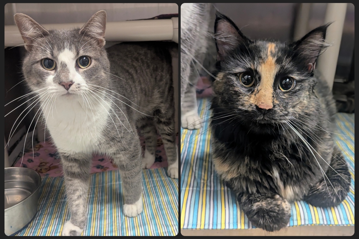 Milo (left) and Zara -- Meow Mobile Cats of the Week