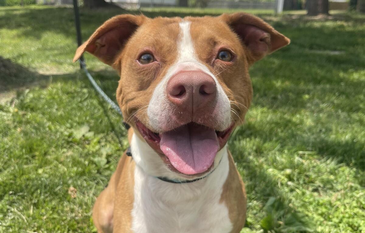 Paulie -- Friends of Sangamon County Animal Control Dog of the Week