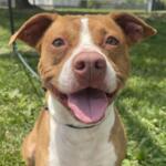 Paulie -- Friends of Sangamon County Animal Control Dog of the Week