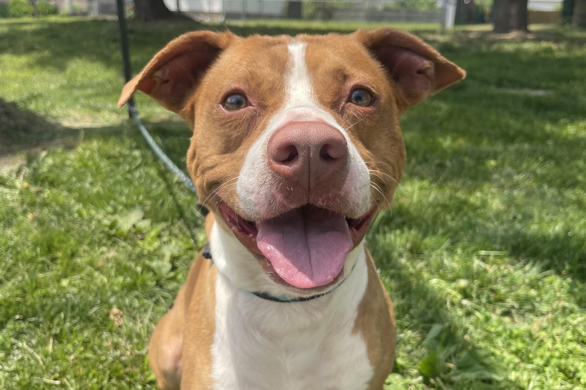 Paulie -- Friends of Sangamon County Animal Control Dog of the Week
