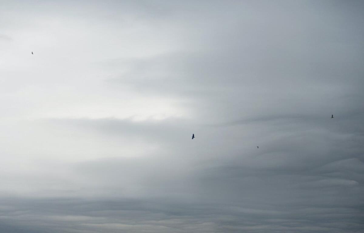 Overcast sky with layered, pale clouds and several small birds flying in the distance.