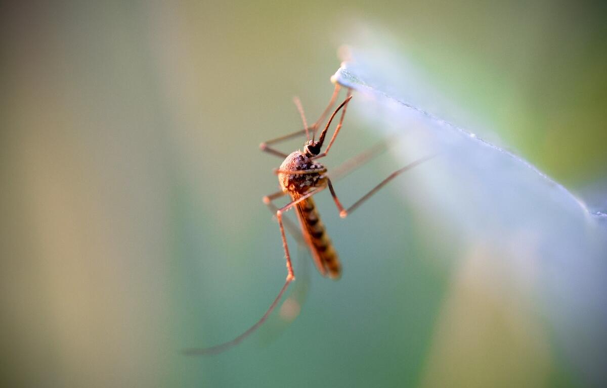 Mosquito carrying West Nile Virus.