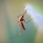 Mosquito carrying West Nile Virus.