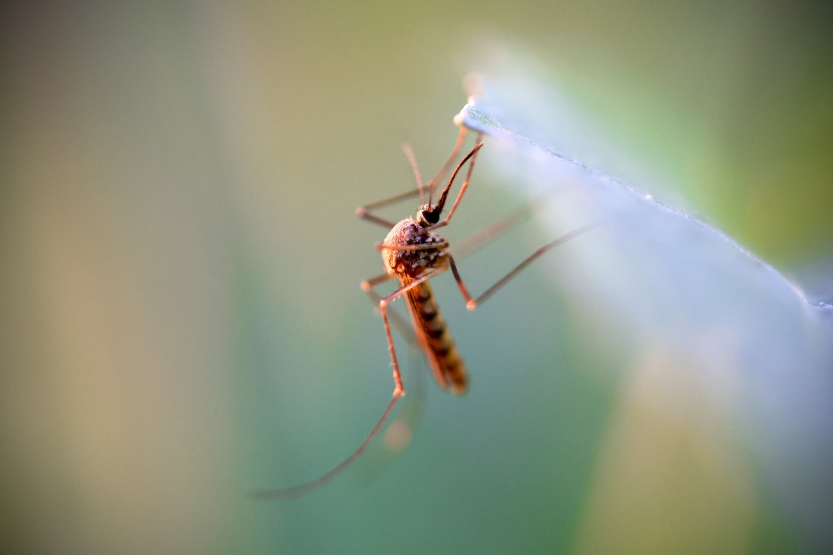 Mosquito carrying West Nile Virus.