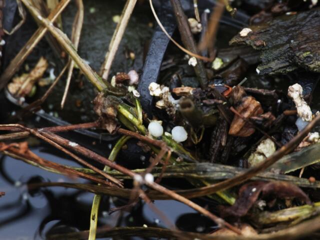 Lightweight plastic pellets can be seen between seedlings at Chicago’s Wild Mile, a floating garden park at the north branch of the Chicago river. (Medill Illinois News Bureau photo by Gabriel Castilho)