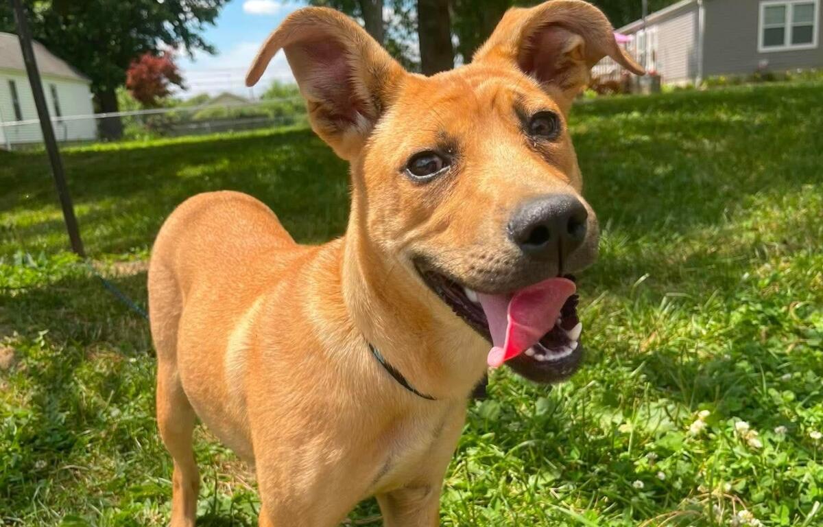 Bunnie -- Friends of Sangamon County Animal Control Dog of the Week