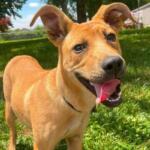 Bunnie -- Friends of Sangamon County Animal Control Dog of the Week